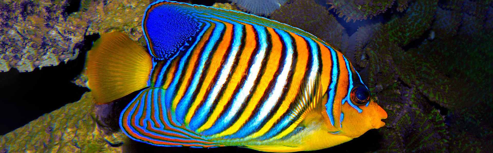 the-royal-angelfish